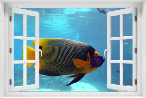 Fototapeta Naklejka Na Ścianę Okno 3D - Emperfish