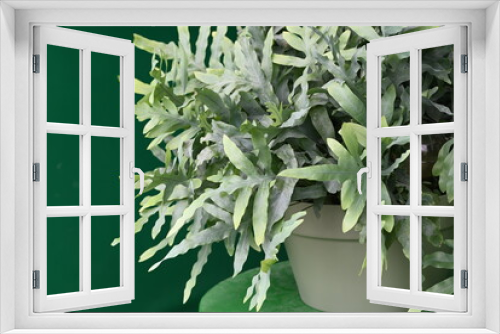 Fototapeta Naklejka Na Ścianę Okno 3D - Blue Star Fern Phlebodium aureum house plant