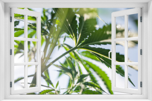 Fototapeta Naklejka Na Ścianę Okno 3D - outdoor cannabis leaf background