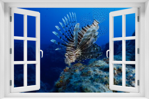 Fototapeta Naklejka Na Ścianę Okno 3D - lionfish on sandy  bottom underwater invasive fish underwater mediterranean sea ocean scenery