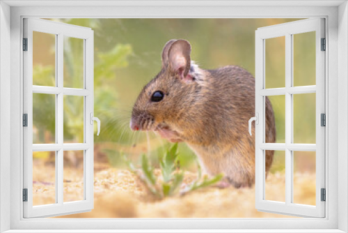 Fototapeta Naklejka Na Ścianę Okno 3D - Wood Mouse in Natural Environment with Plants