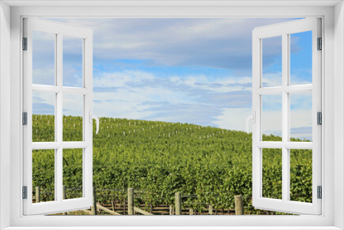 Fototapeta Naklejka Na Ścianę Okno 3D - The vineyard on the hill - New Zealand