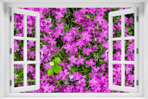Fototapeta Naklejka Na Ścianę Okno 3D - Floral background of free-growing groundcover awl-shaped phlox in purple shades.