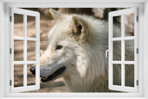 Fototapeta Naklejka Na Ścianę Okno 3D - Portrait of a white wolf in a zoo, on a sunny day