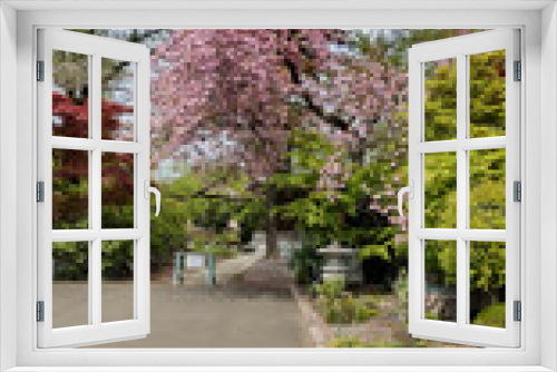 Fototapeta Naklejka Na Ścianę Okno 3D - 寺の木 temple tree