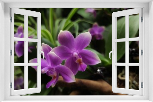 Fototapeta Naklejka Na Ścianę Okno 3D - Phalaenopsis equestris is a flowering plant of the orchid genus Phalaenopsis