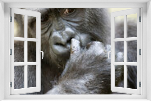 Fototapeta Naklejka Na Ścianę Okno 3D - Gorilla
