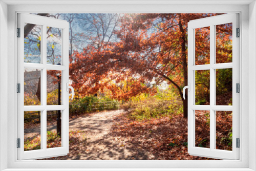 Fototapeta Naklejka Na Ścianę Okno 3D - Autumn afternoon in the park with green, yellow, red leaves