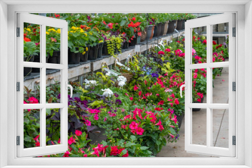 Fototapeta Naklejka Na Ścianę Okno 3D - Colorful plants in a garden store and nursery
