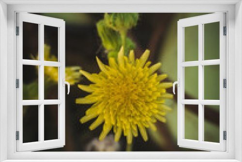 Fototapeta Naklejka Na Ścianę Okno 3D - Dandelions flowers