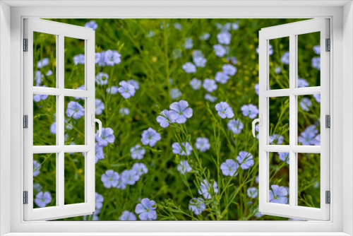 Fototapeta Naklejka Na Ścianę Okno 3D - Flax (Linum usitatissimum) flowers, close up shot, local focus