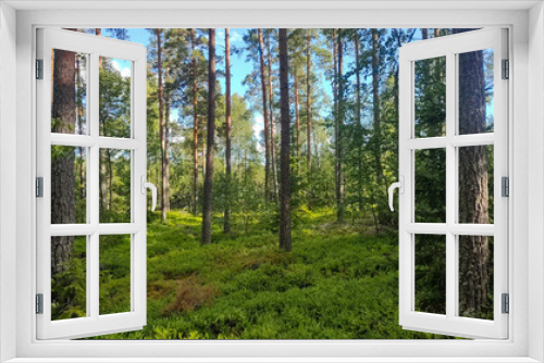 Fototapeta Naklejka Na Ścianę Okno 3D - Summer Forest in Sweden with beautiful green trees