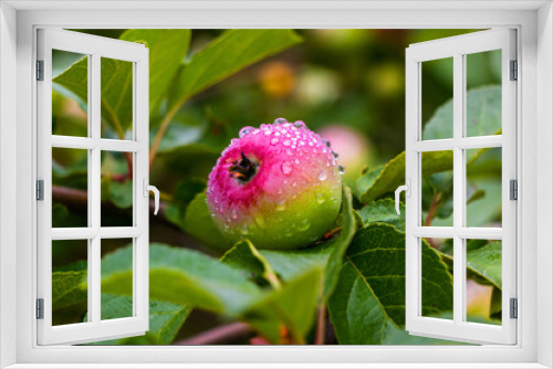 Fototapeta Naklejka Na Ścianę Okno 3D - Wet unripe apple on a tree with green leaves in summer after rain