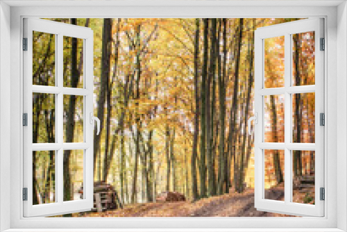 Fototapeta Naklejka Na Ścianę Okno 3D - Autumn in forest - Puszcza Bukowa Polska