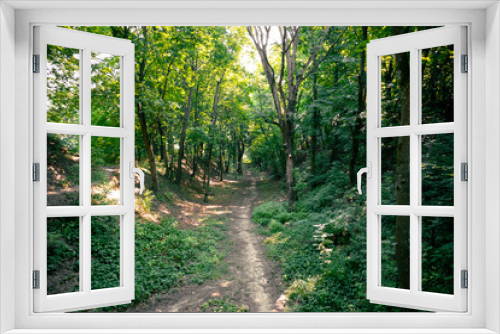 Fototapeta Naklejka Na Ścianę Okno 3D - Narrow path through dense green forest