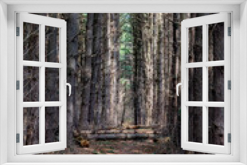 Fototapeta Naklejka Na Ścianę Okno 3D - Hiking Through The Pine Forest