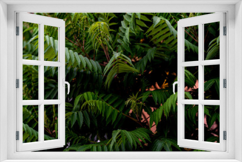 Fototapeta Naklejka Na Ścianę Okno 3D - abstract dark floral leaves background, eco natrural garden