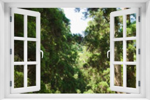Fototapeta Naklejka Na Ścianę Okno 3D - 飫肥城内の飫肥杉	