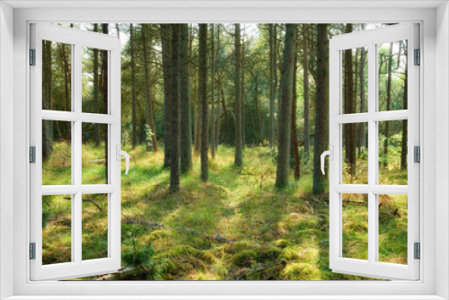 Fototapeta Naklejka Na Ścianę Okno 3D - Trunks of pine trees in a green forest in the mountain in nature. Secluded woodland filled with big trees for adventure, hiking and fun during a getaway vacation. Deserted woods with lush vegetation