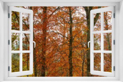 Fototapeta Naklejka Na Ścianę Okno 3D - A wild forest in the autumn wilderness. Secluded woodland filled with big trees, vegetation and plants in the fall season. Tall pine trees in a colorful forest in a mountain environment in nature