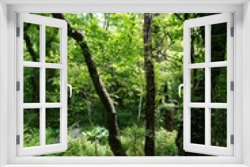 Fototapeta Naklejka Na Ścianę Okno 3D - dense wild forest in spring