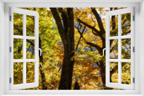 Fototapeta Naklejka Na Ścianę Okno 3D - 紅葉真っ盛りの白山国立公園・蛇谷自然観察園