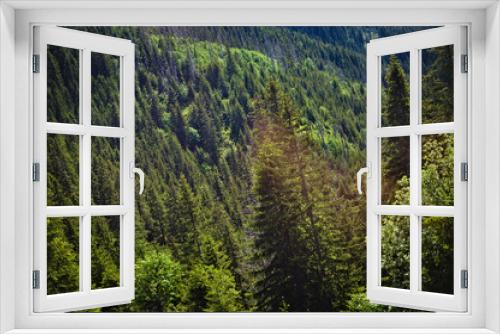 Fototapeta Naklejka Na Ścianę Okno 3D - Drzewa, sosny, świerki, uchwycone z góry, w aurze letniej.