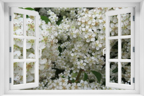 Fototapeta Naklejka Na Ścianę Okno 3D - beautiful plant with small white flowers natural spring