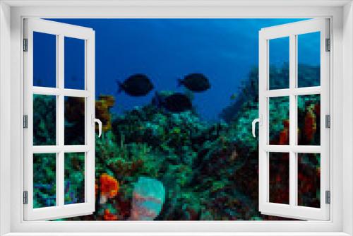 Fototapeta Naklejka Na Ścianę Okno 3D - Coral reef and tropical fish 