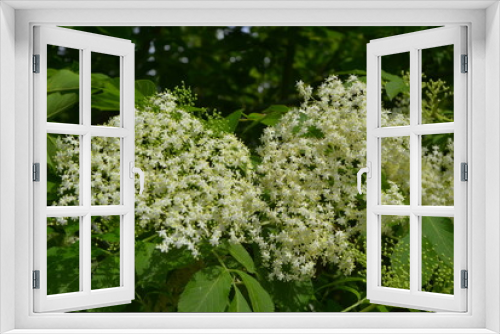 Fototapeta Naklejka Na Ścianę Okno 3D - Elderflowers in springtime