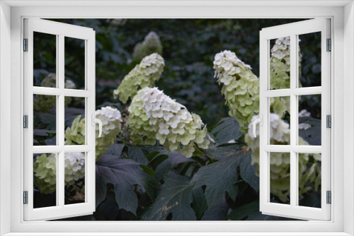 Fototapeta Naklejka Na Ścianę Okno 3D - White Hydrangeas Flowers (Oak Leaf or Pee Wee) grown in different orientations