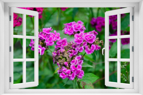Fototapeta Naklejka Na Ścianę Okno 3D - Summer background with pink flowers.
