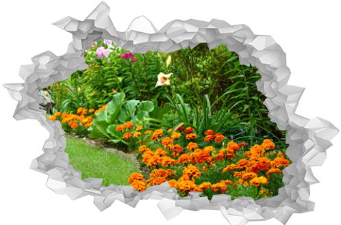 rabata kwiatowa z pomarańczową aksamitką rozpierzchłą (Tagetes patula ), beautiful garden with marigold, lily and pflox, designer garden