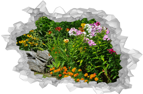 kolorowe floksy wiechowate i pomarańczowe aksamitki na kwiatowej rabacie w ogrodzie, Phlox paniculata, Tagetes patula, beautiful garden with marigold, lily and pflox, designer garden,
