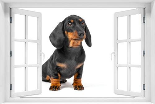 Fototapeta Naklejka Na Ścianę Okno 3D -  Small homeless dachshund puppy sits and looks at passers-by with a sad look. Isolated on a white background. Stray animals.