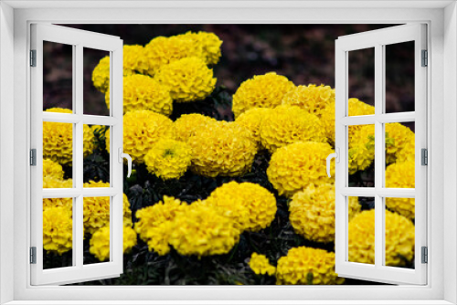 Fototapeta Naklejka Na Ścianę Okno 3D - Pompones amarillos
