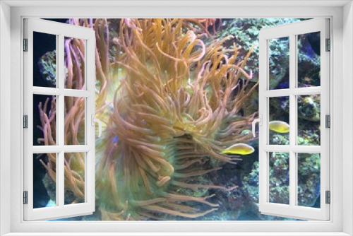 Fototapeta Naklejka Na Ścianę Okno 3D - colorful coral in tank