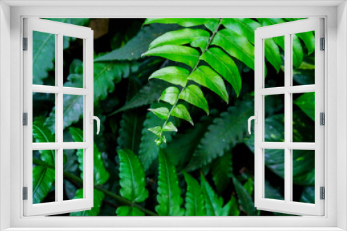 Fototapeta Naklejka Na Ścianę Okno 3D - Fern plants are one of the choices of ornamental plants to be placed in the yard or in the house. Fern green leaf.