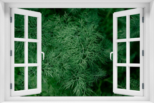 Fototapeta Naklejka Na Ścianę Okno 3D - Fresh green dill