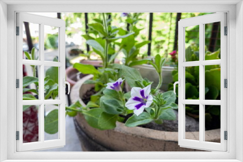 Fototapeta Naklejka Na Ścianę Okno 3D - Blooming petunia in a ceramic flower pot on the balcony on a sunny day. White and purple flowers for decorating the terrace.