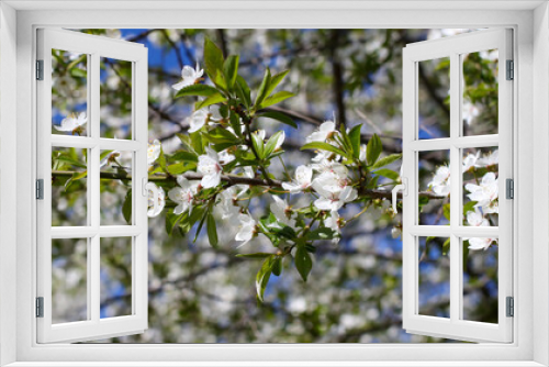Fototapeta Naklejka Na Ścianę Okno 3D - Cherry blossoms against the blue sky.