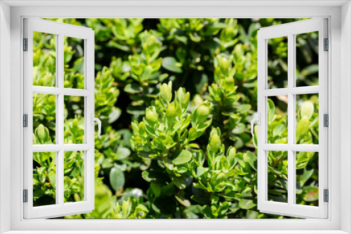 Fototapeta Naklejka Na Ścianę Okno 3D - Bright glossy young green foliage on bush of boxwood Buxus sempervirens or European box. Evergreen garden. Close-up.