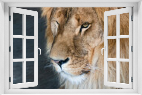 Fototapeta Naklejka Na Ścianę Okno 3D - close-up of an African lion