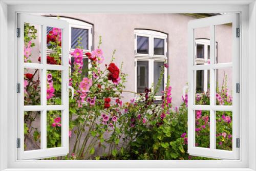 Fototapeta Naklejka Na Ścianę Okno 3D - Beautiful colourful hollyhocks Alcea rose flower bloom at the window of the house.