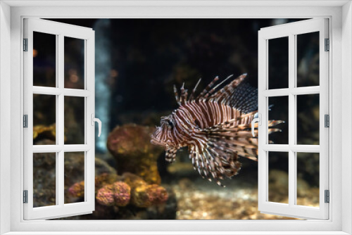 Fototapeta Naklejka Na Ścianę Okno 3D - Red lionfish (Pterois volitans). Wonderful and beautiful tropical fish with corals reef in the aquarium. Nature forest design tank with fresh water, underwater world. Animal life