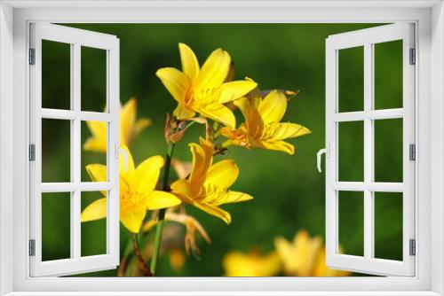 Fototapeta Naklejka Na Ścianę Okno 3D - Kwiaty liliowca żółtego (Hemerocallis lilioasphodelus)
