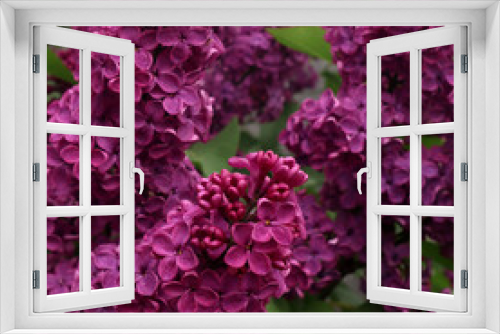 Fototapeta Naklejka Na Ścianę Okno 3D - Purple lilac flowers in the garden. Floral natural background.
