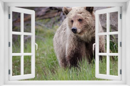 Fototapeta Naklejka Na Ścianę Okno 3D - A blonde grizzly cub