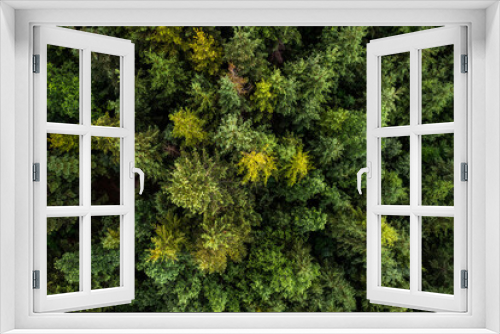Fototapeta Naklejka Na Ścianę Okno 3D - Trees pattern in woodland, top down drone photo