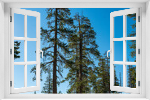 Fototapeta Naklejka Na Ścianę Okno 3D - Stately Evergreens Above Mountain Meadow